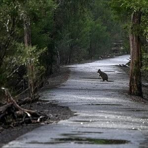 Pademelon r.jpg