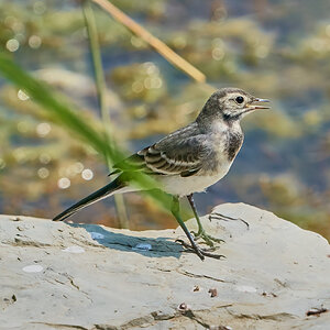 pied wagtail 2023 14.jpg