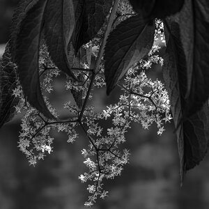 pink_flowers_bw_lc-3.jpg