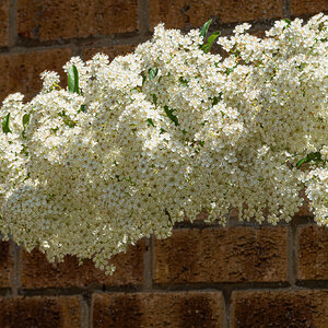 white_blossom-1.jpg