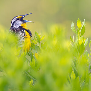 Eastern Meadowlark_RP27964.jpg