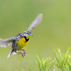 Eastern Meadowlark_RP28041.jpg