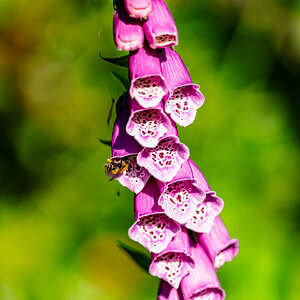 bee_in_foxglove-1.jpg