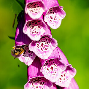 bee_in_foxglove-2.jpg