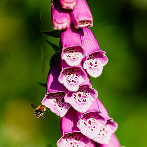 bee_in_foxglove-3.jpg