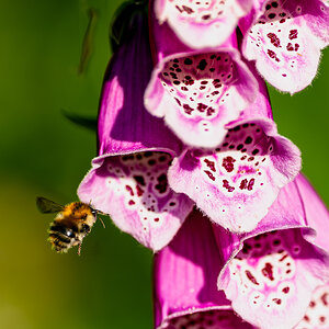 bee_in_foxglove-4.jpg