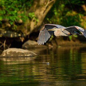 Great Blue Heron - Brandywine - 06182023 - 04- DN.jpg