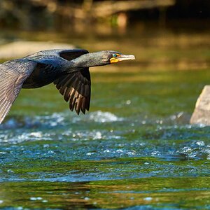 Double-Crested Cormorant - Brandywine - 06182023 - 08- DN.jpg