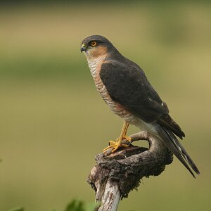 Sparrowhawk-DSC00176-208px.jpg