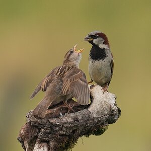 Sparrows-DSC00152-208px.jpg