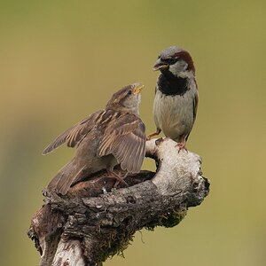 Sparrows-DSC00150-208px.jpg