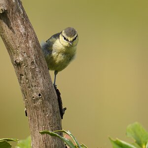 Bluetit-DSC00099-208px.jpg