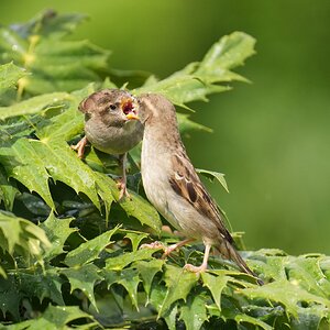 Sparrows-DSC00088-208px.jpg