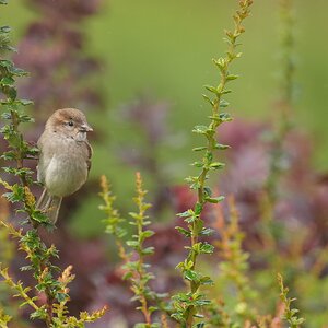 Sparrows-DSC00084-208px.jpg