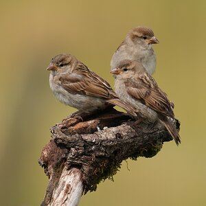 Sparrows-DSC00077-208px.jpg