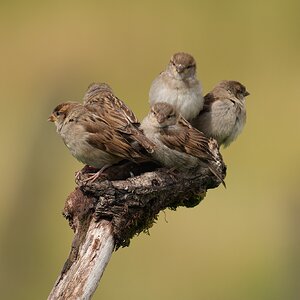 Sparrows-DSC00075-208px.jpg