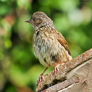 dunnock 2023.jpg