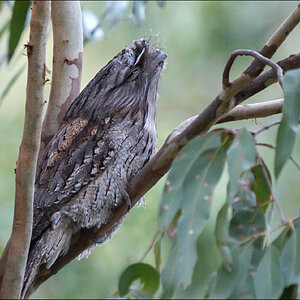 Tawney Frogmouth r.jpg