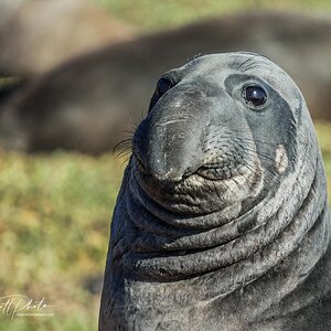 who farted seal-1.jpg