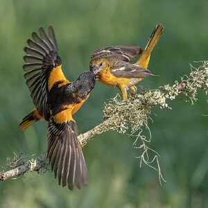 Baltimore Oriole_RP22853-Enhanced-NR-Recovered.jpg