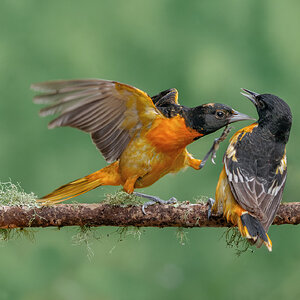 Baltimore Oriole_RP25932-Enhanced-NR-Edit.jpg