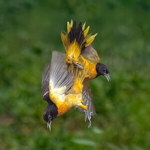 Baltimore Oriole_RP25951-Enhanced-NR-Edit.jpg