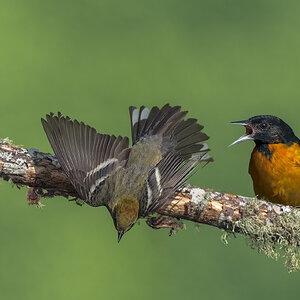 Bay-Breasted Warbler_RP20354.jpg