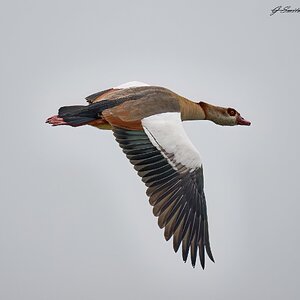 eyptian goose 2023.jpg