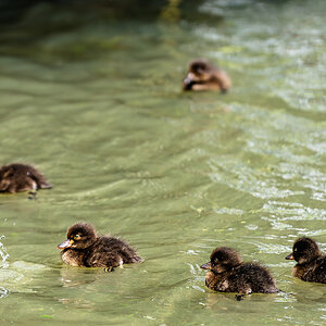 ducklings-2.jpg