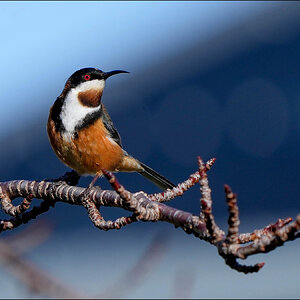 Spinebill 4 r.jpg