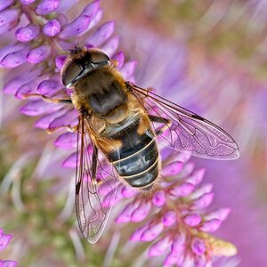 Hoverfly Eristalis pertinax