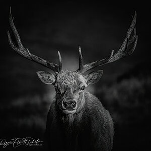 Tule Elk Portrait_wm_Etsy mock up.jpg