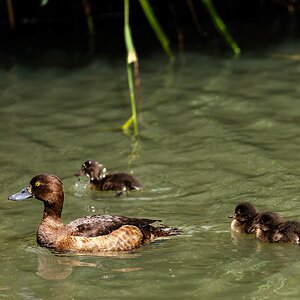 ducklings-5.jpg