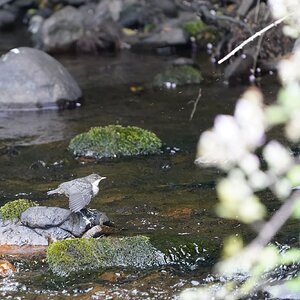 Juvenile Dipper