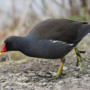 Moorhen