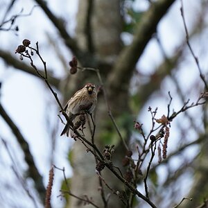 Redpoll