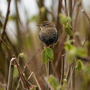 Wren