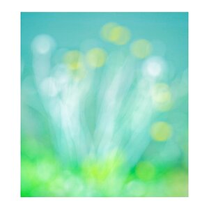 Abstract Dandelions