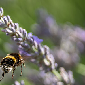 bee_in_flight-5.jpg