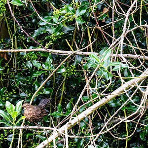 female_blackbird-1.jpg