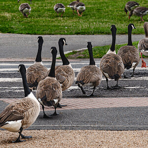 canadian_geese_crossing-3.jpg