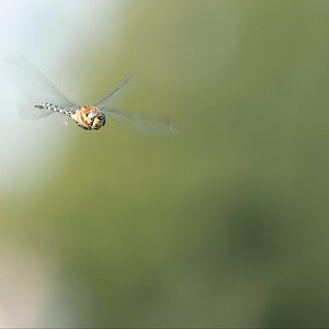 Southern Hawker in Flight.jpg