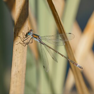 Damselfly.jpg