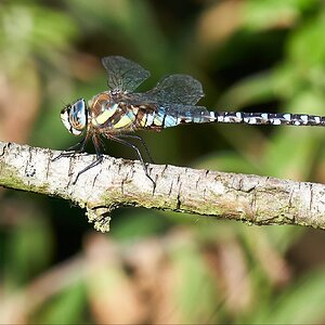 Migrant Hawker 3.jpg