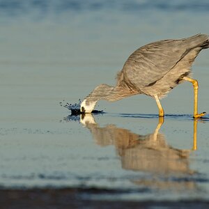 White-faced Heron (5).jpg