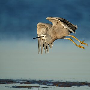 White-faced Heron IF (9).jpg