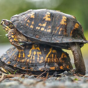 Box Turtle Pair 2FB.jpg