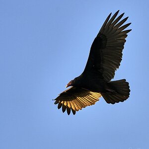 Turkey Vulture heading to roost