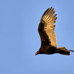 Turkey Vulture in the evening sun