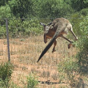 Mallee Cliffs 03-12-2020 (407).JPG